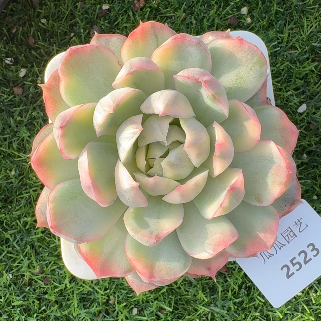2523草莓蛋糕锦多肉植物