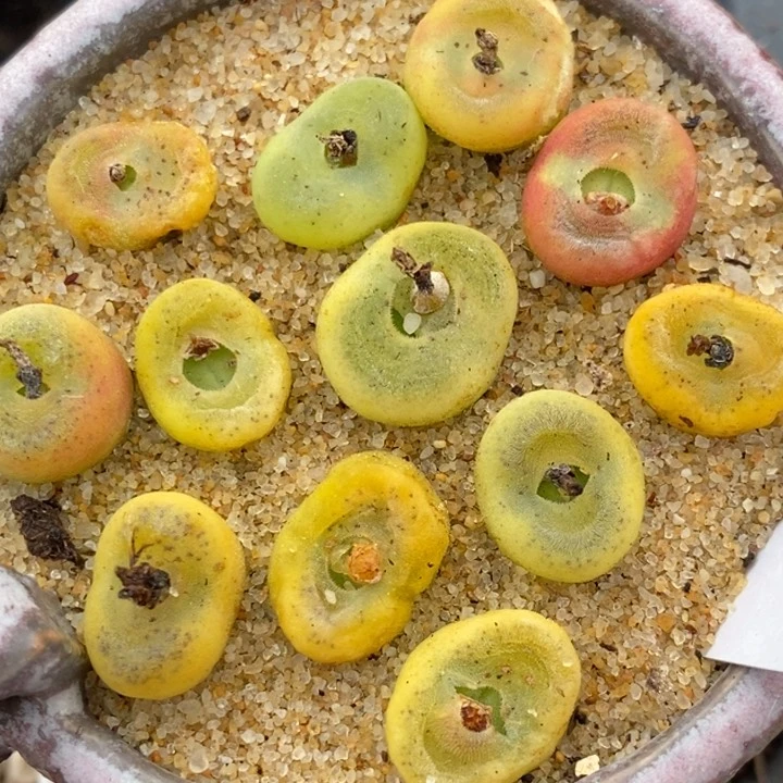 水晶鞋一颗水晶鞋