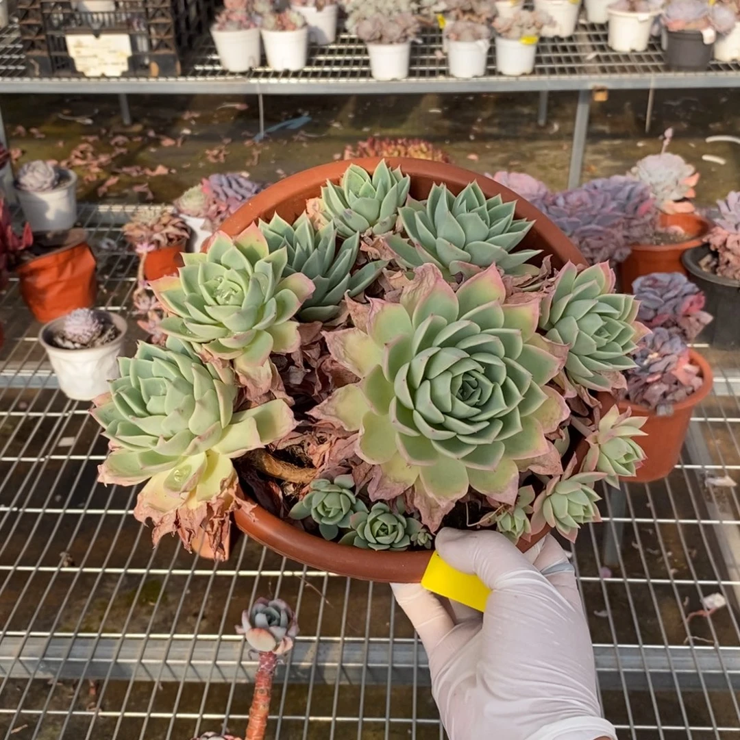 504三色堇一物一拍