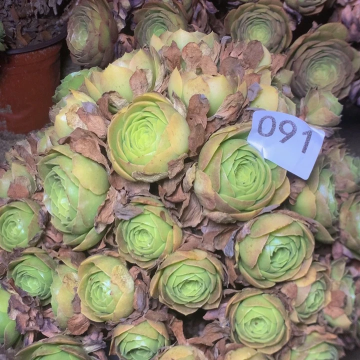 091万圣夜多多肉植物