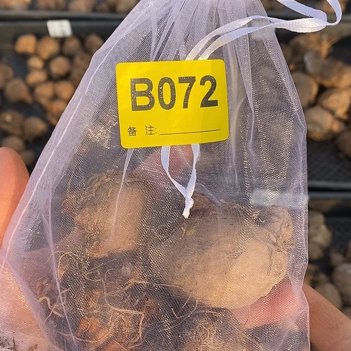 四不同品种盲盒B072禁退不售后