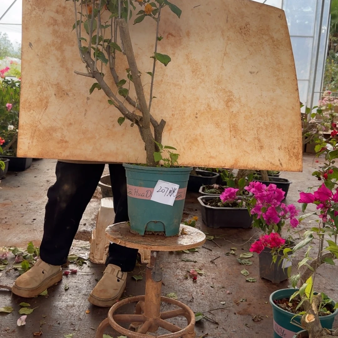 大部分花苞少量开放柠檬黄207脱