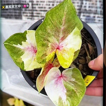 733-0530月亮光辉泰国发货