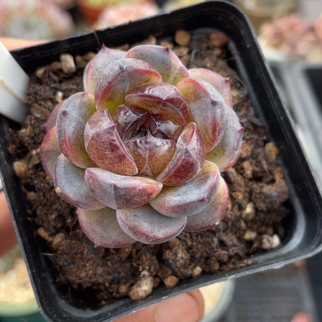 0171卡丝不带盆5厘米