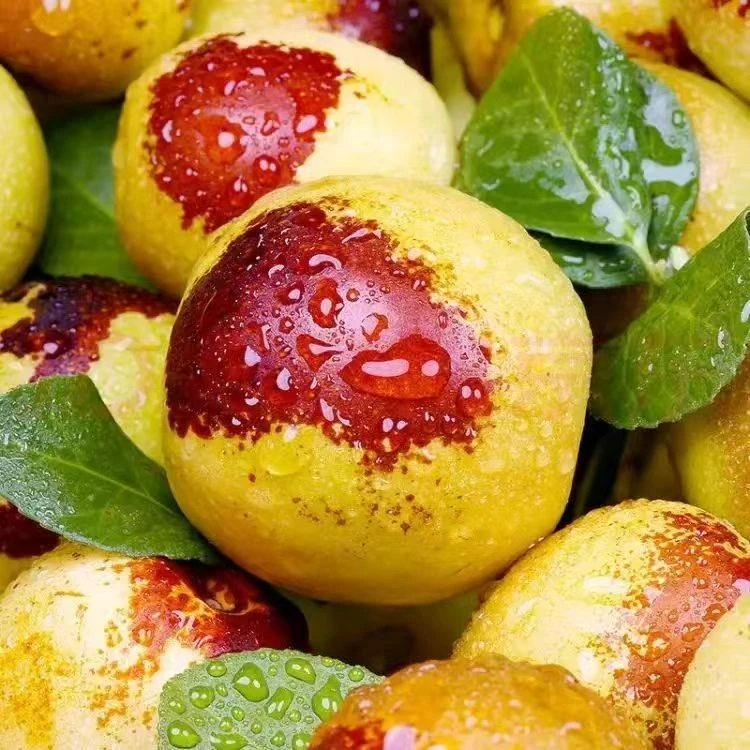 X正宗产地新鲜现摘冰糖冬枣脆甜可口自然成熟水果