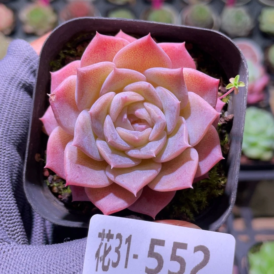 花利美31-552纯爱