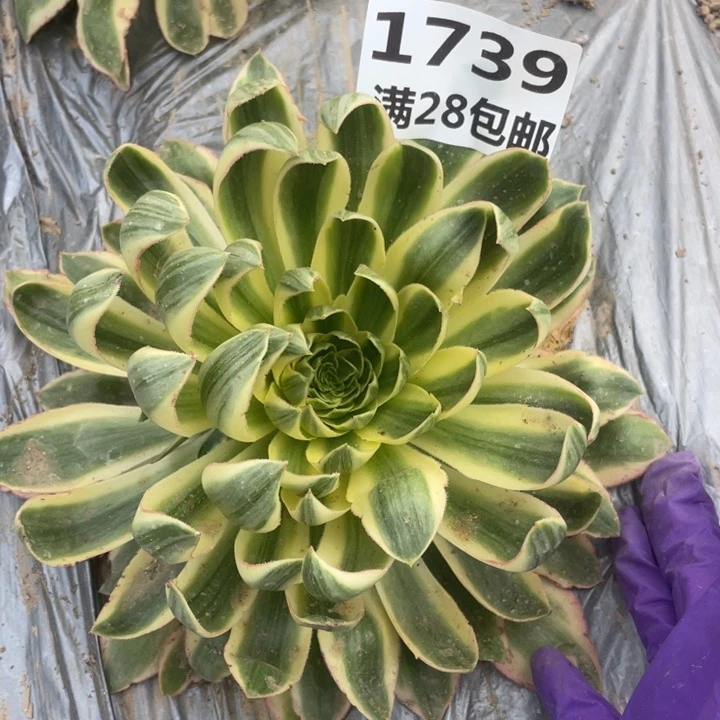 1739二号棚清莲多肉A