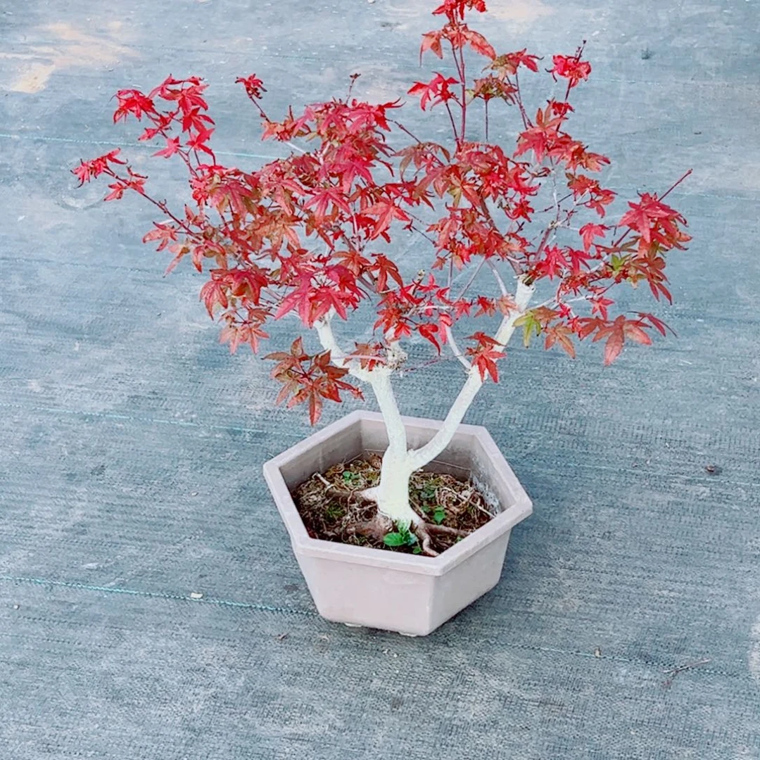 濠***）无花朵枫树……枫树