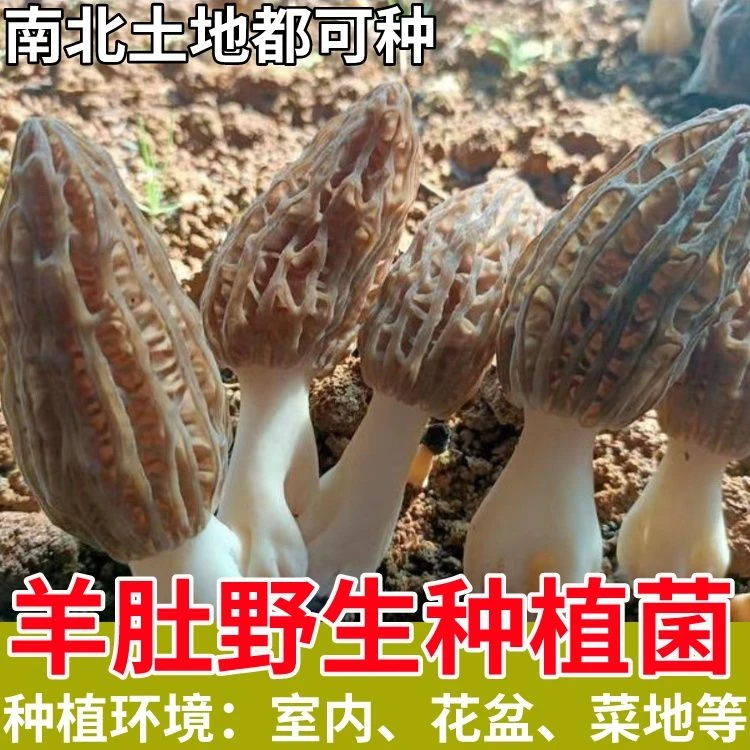 云南野生羊肚菌菌种菌包室内家庭种植高产羊肚蘑菌菇原种菌种家种