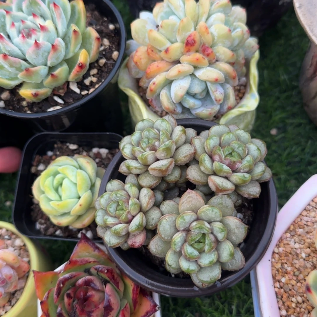 多肉植物求生无槛的