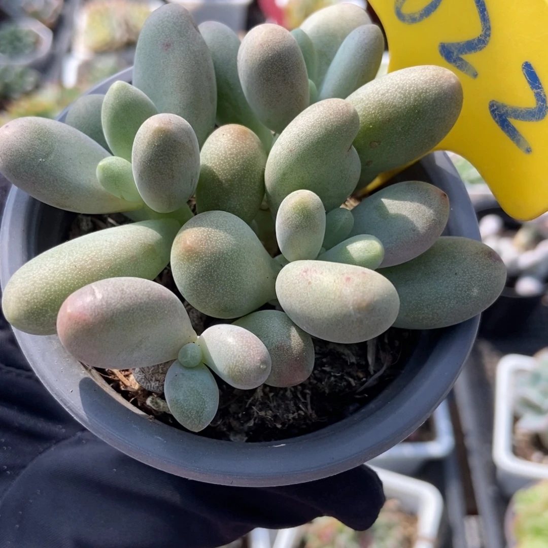 622糖果美人多肉植物