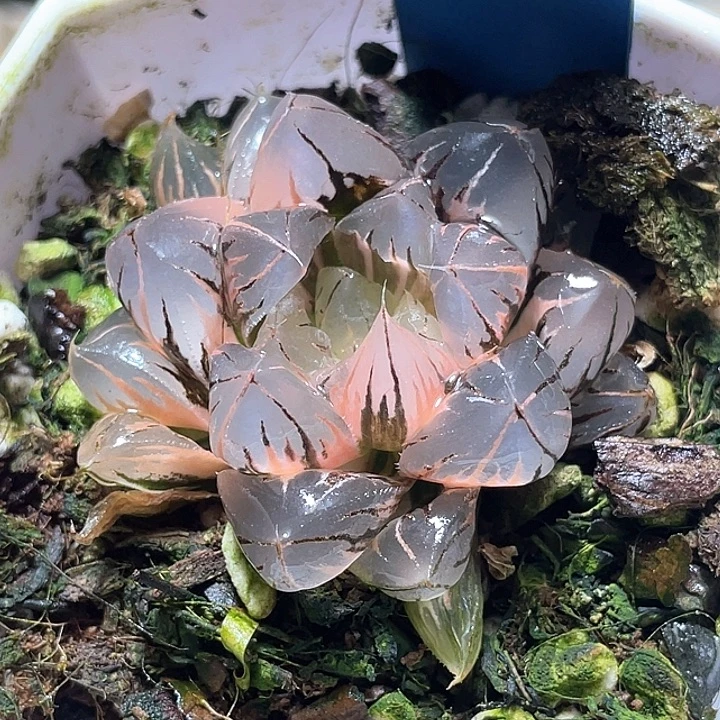 572水晶玉露锦特选福利