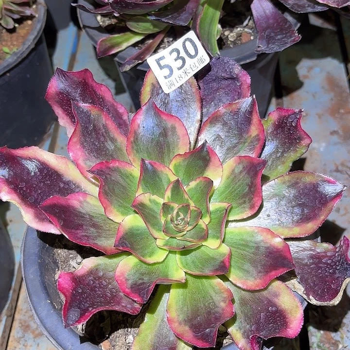 530魅影掌心多肉法师锦不包侧枝断枝