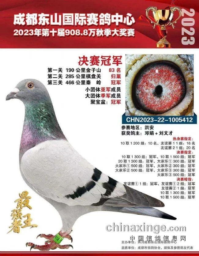 原环信鸽种鸽血统纯正成绩鸽天落