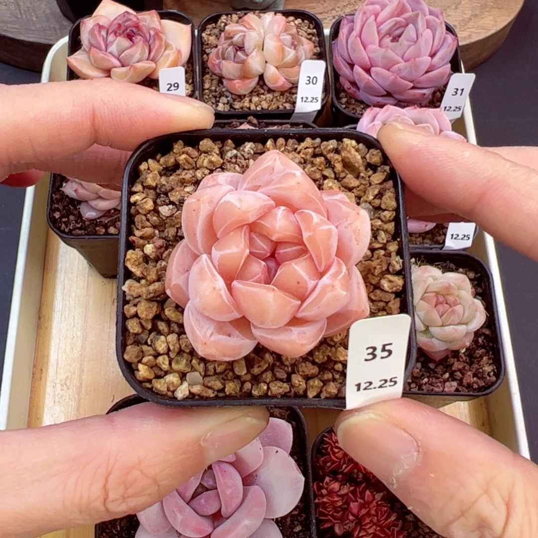 好好看35、哈哈哈哈