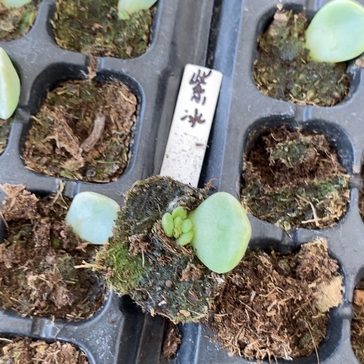 穴盘紫冰玉苗一个