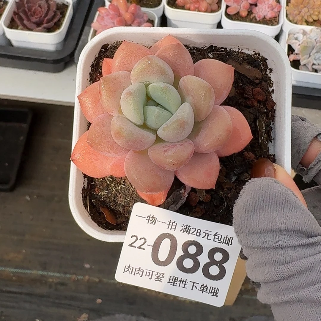 花斑鹿无盆土发货无盆
