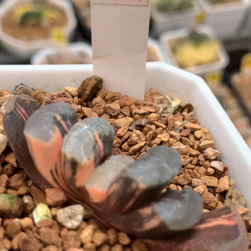 【闪购商品】73浮藻玉扇