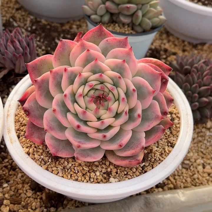 吉娃娃锦 阿松多肉