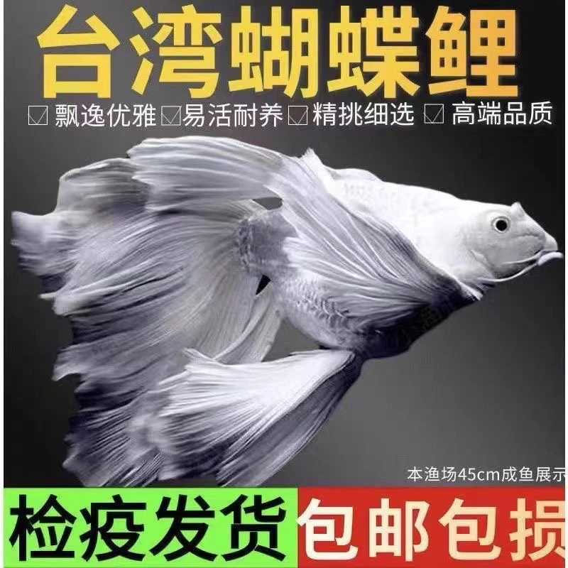 白球贵妃狮头蝴蝶鲤观赏鱼大鳍大尾冷水鱼