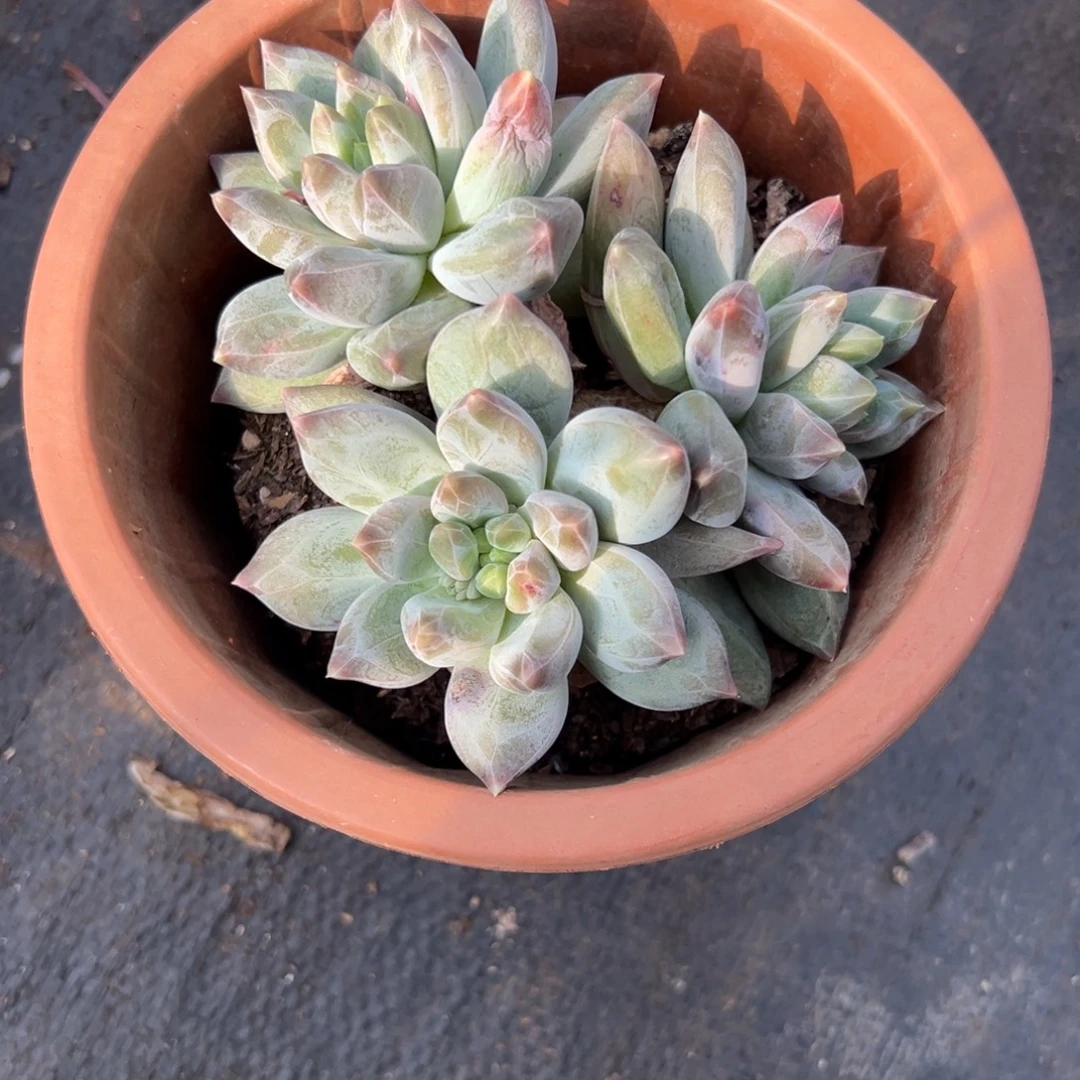 多肉重楼【非偏远地区满18包邮】