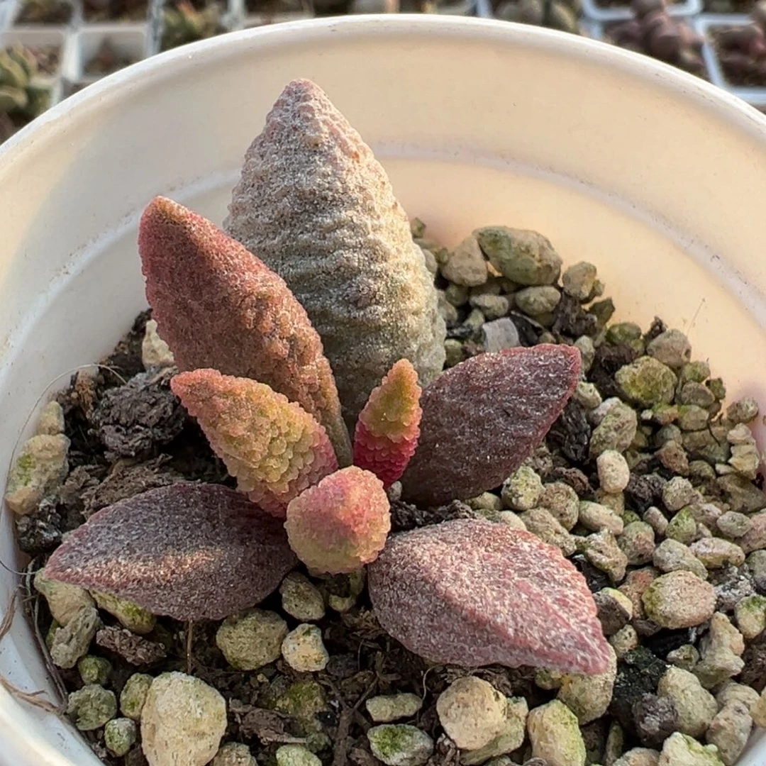 粉玫瑰多肉植物水泡