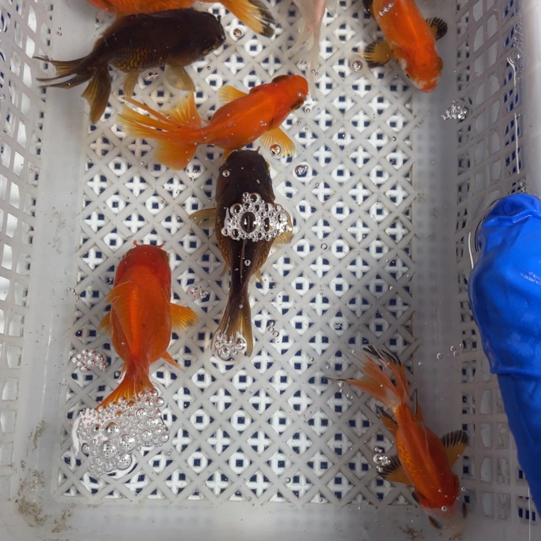海水鱼花泰狮金鱼13