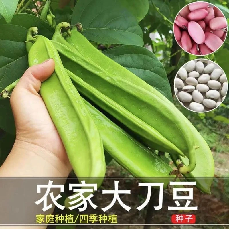【刀豆种子】高产大刀豆种子巨型刀豆角四季豆春夏秋播种蔬菜种子