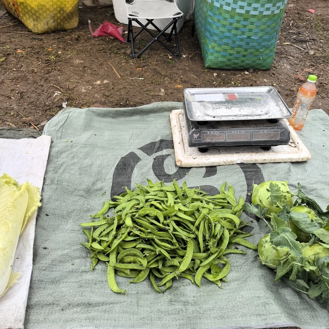 【箱装】农家新鲜荷兰豆自然生长