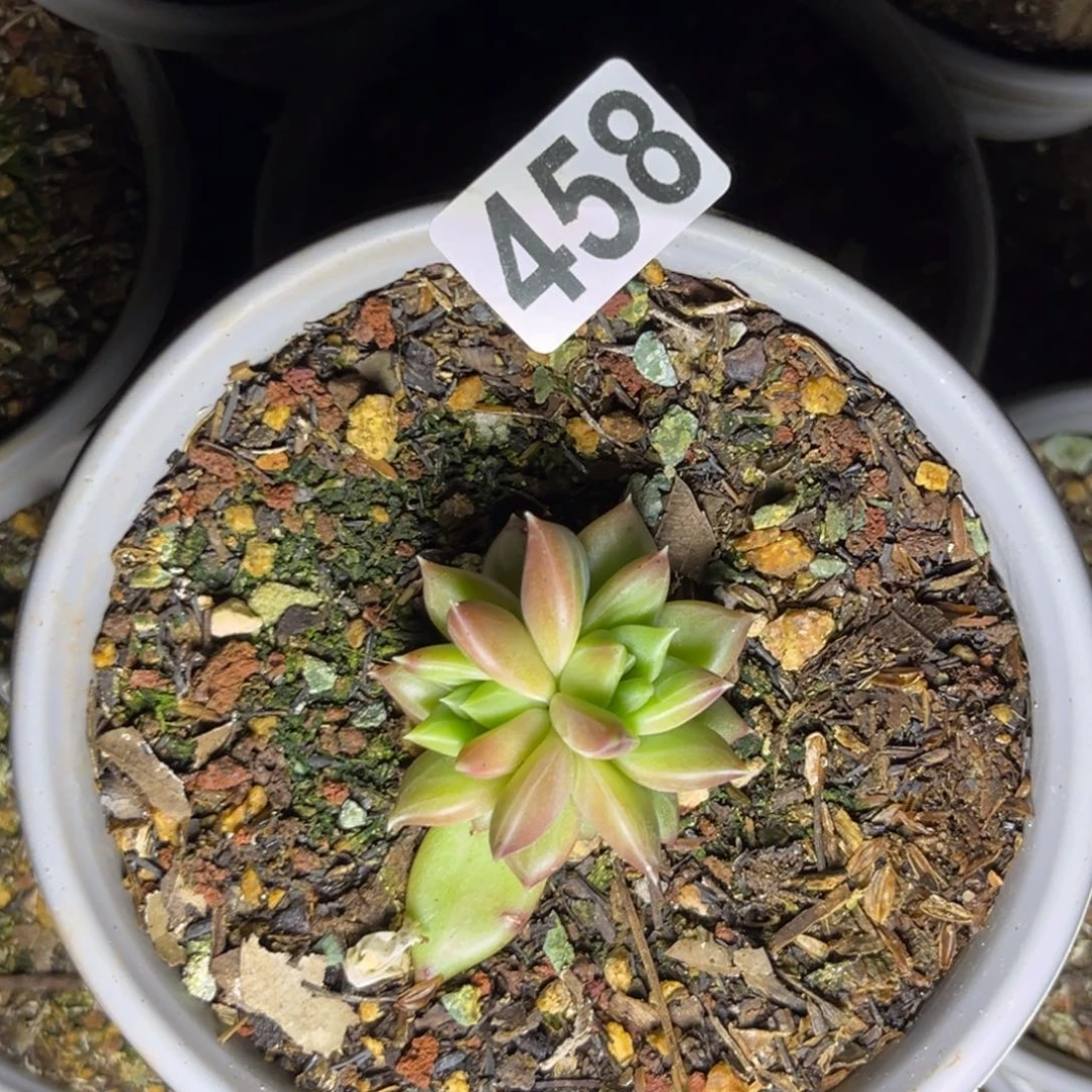 多肉植物TTNsp458