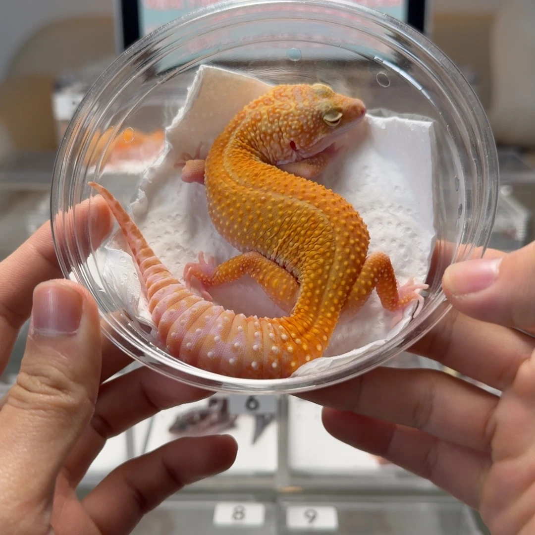 豹纹守宫无纹红眼暴龙妹妹