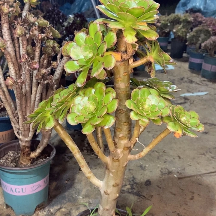 ｖ锦多肉植物65。