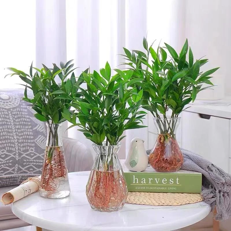 水培竹柏绿植富贵竹盆栽平安竹水培植物室内客厅好养耐寒四季常青