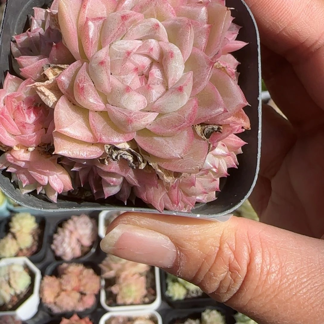 花语逸镜0118-166紫麦秆