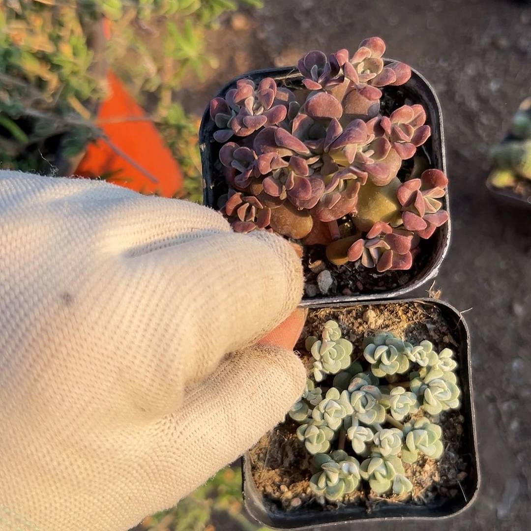 嘟嘟摸摸摸摸摸摸呃呃