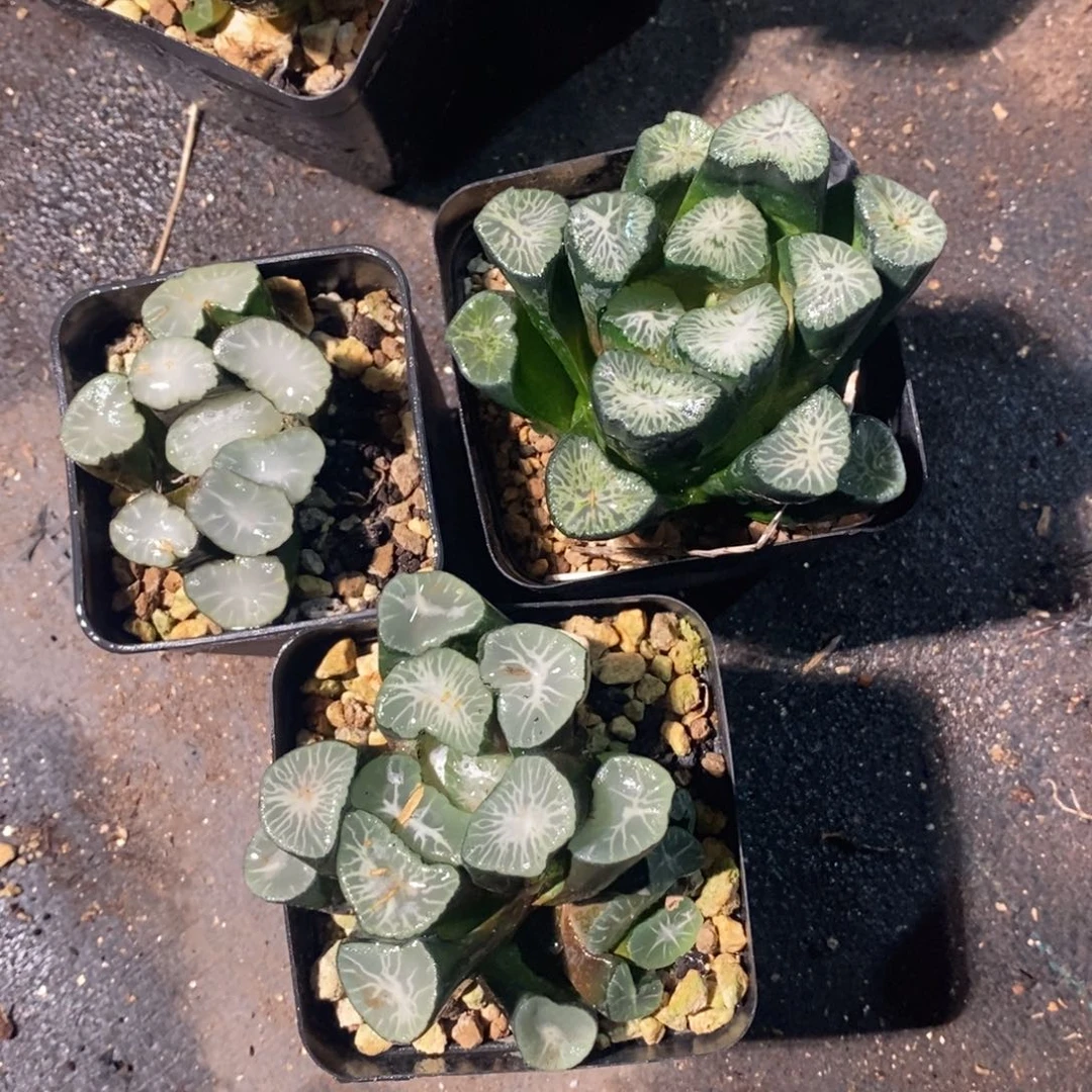 1898 三颗万象 点赞福利