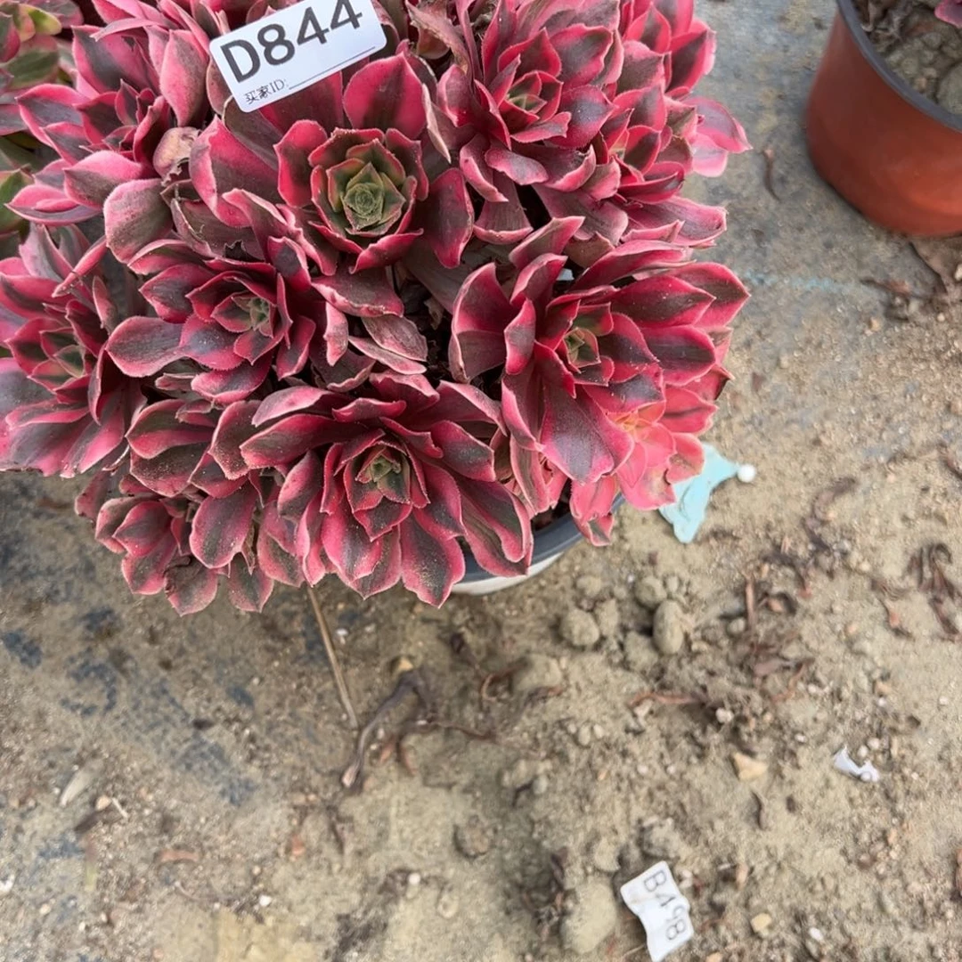 844女妖多肉植物法师