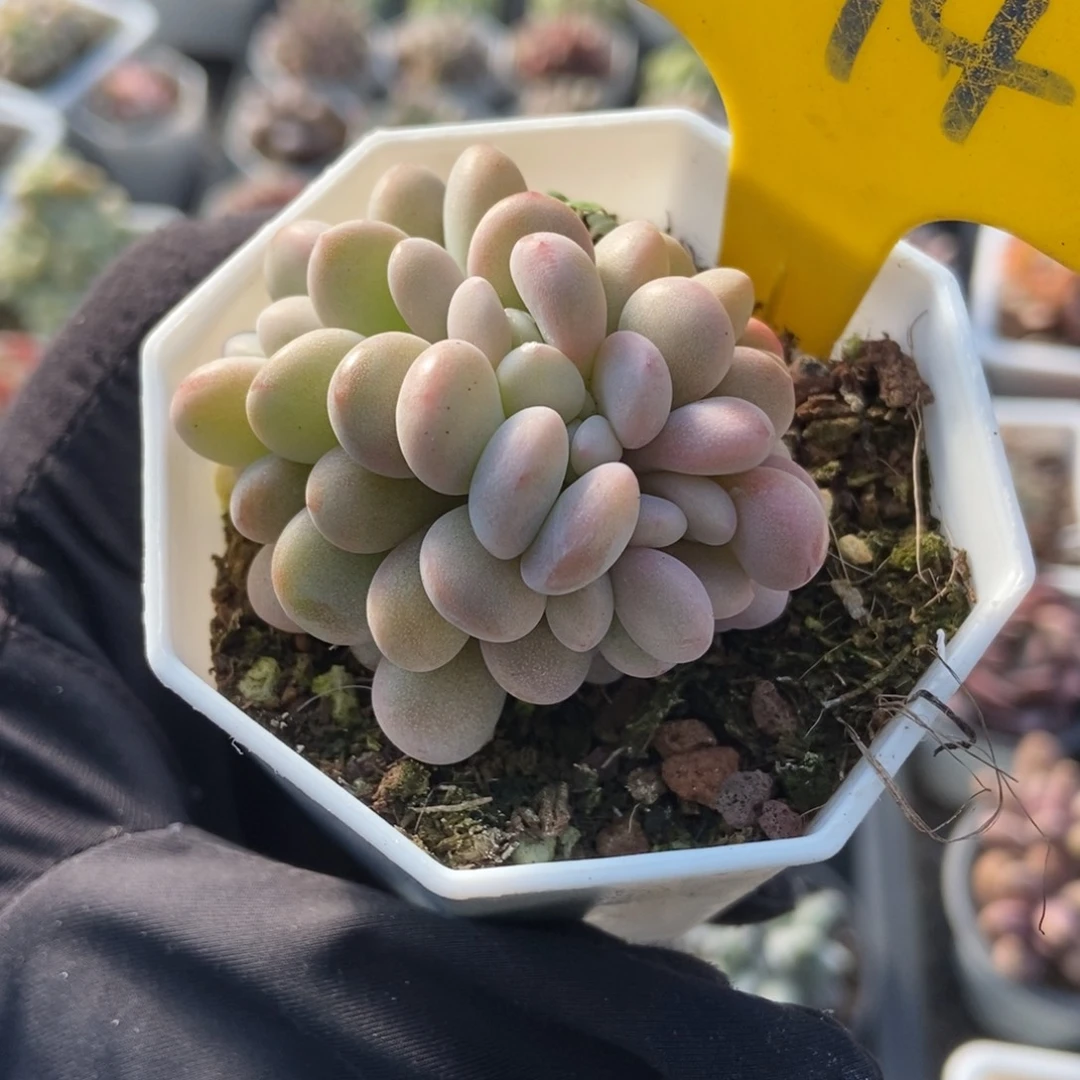 794粉兔多肉植物多肉