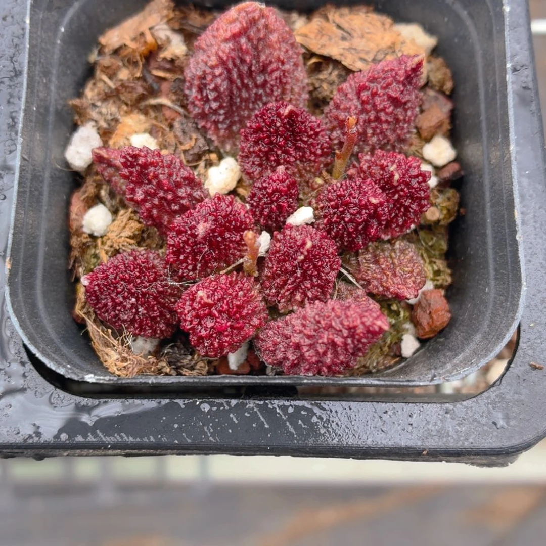 朱子玉9.9包邮发货