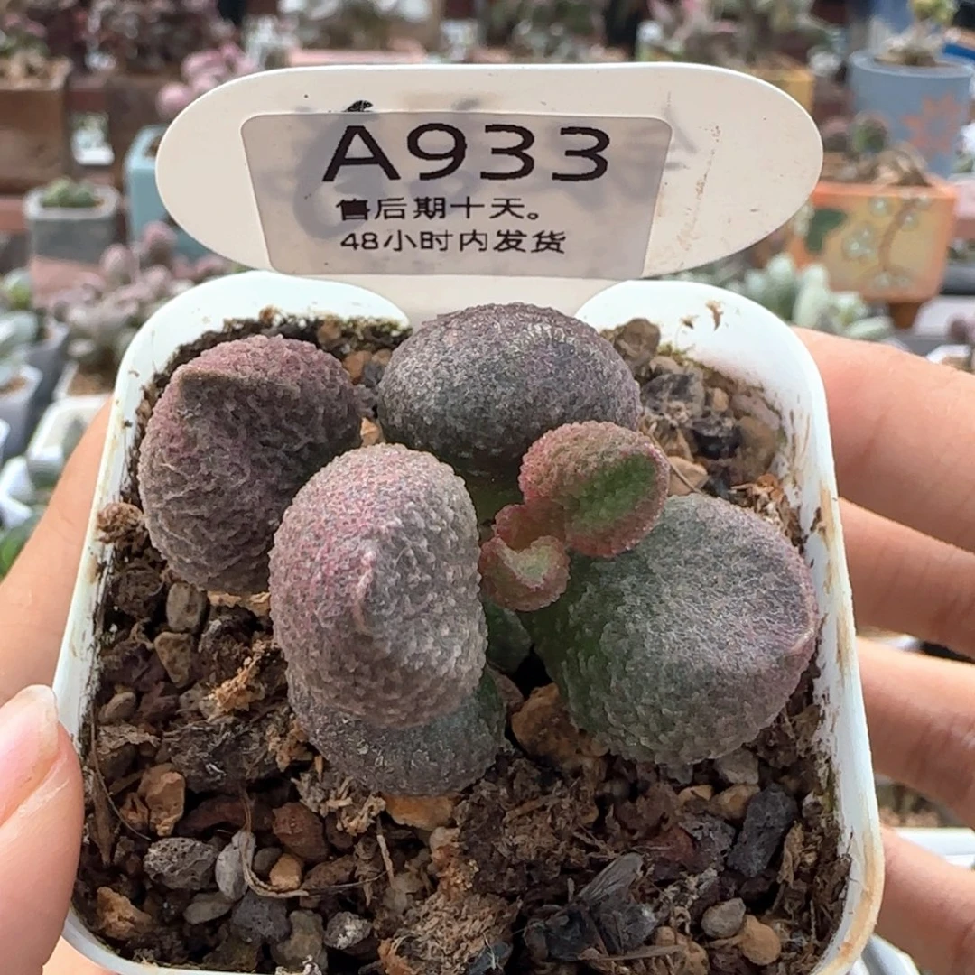 福利。    933。