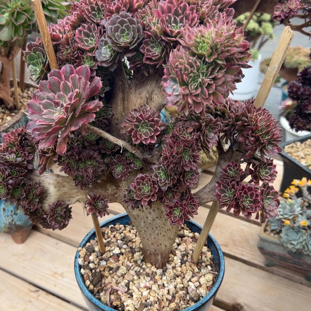 水墨画朵朵缀化老桩全朵朵