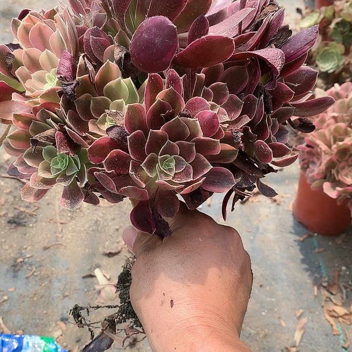 327金斯雀多肉植物