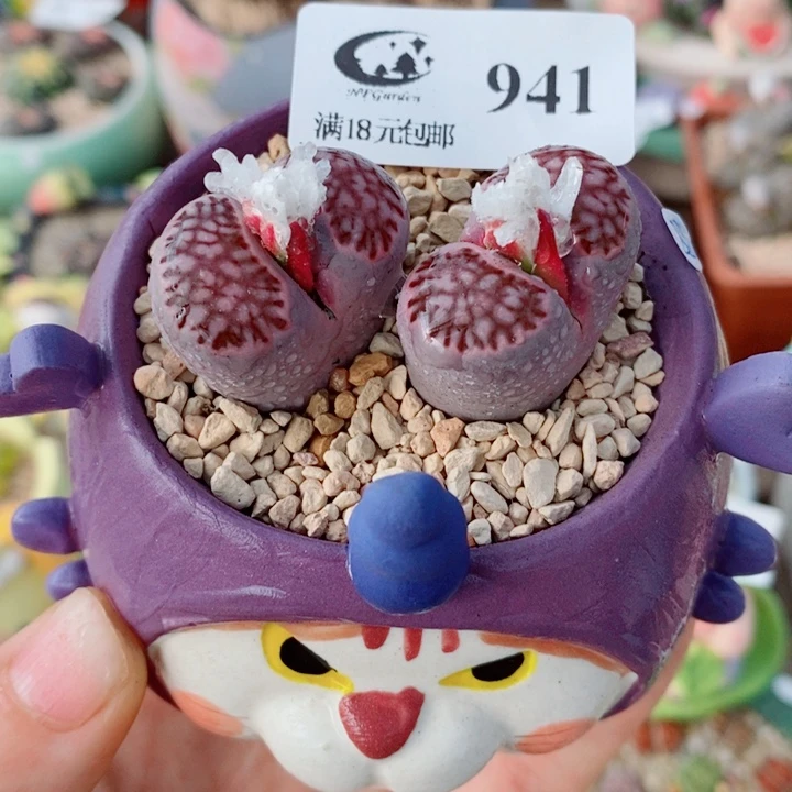 生石花花花花花花花941