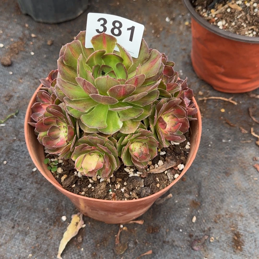 精品多肉植物0381