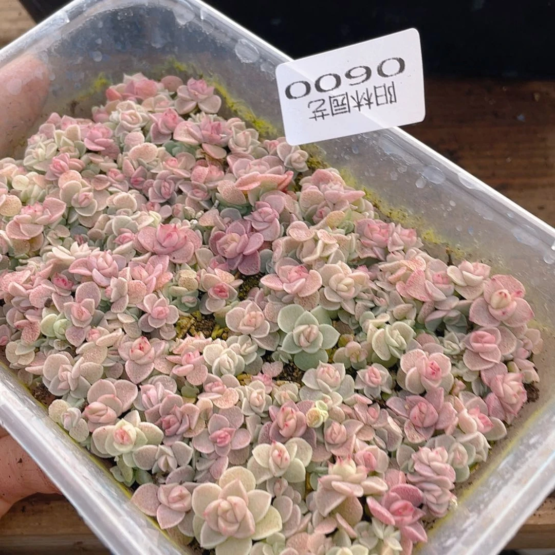 多肉植物多肉植物600
