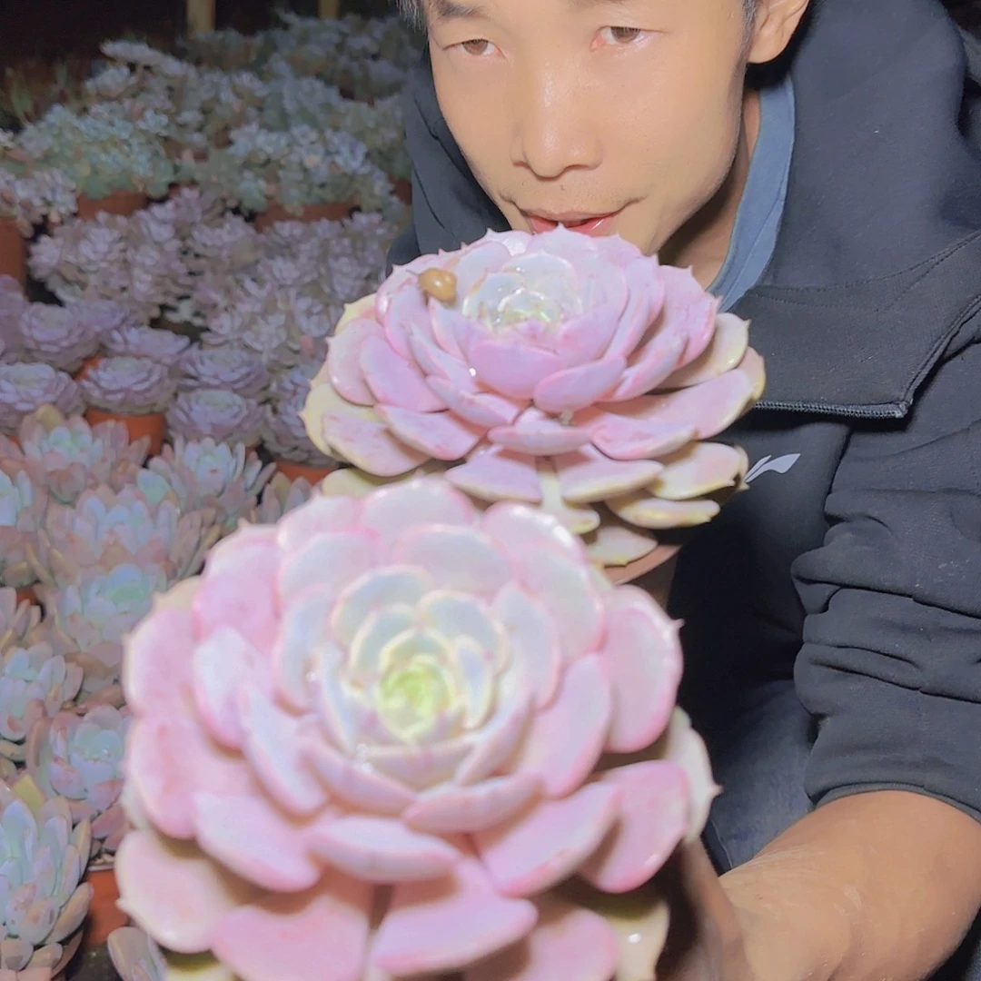 盆栽粉蝶多肉多肉2颗