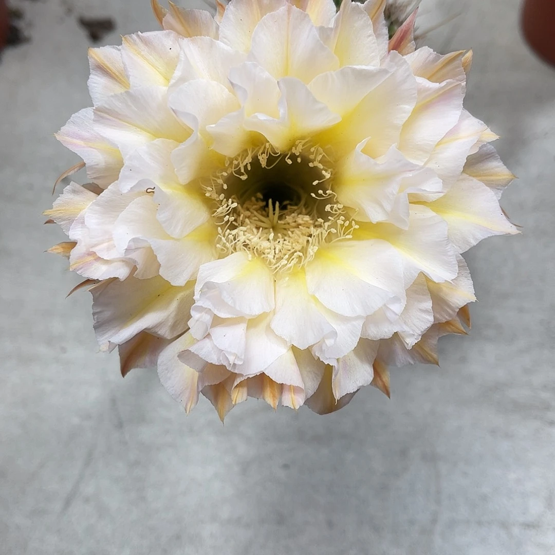 彩草黄白6公分左右