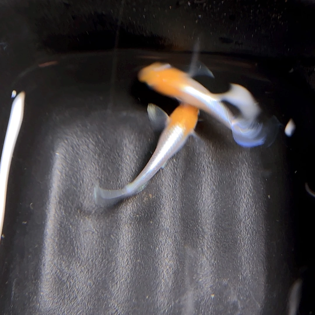 海水编号52 赤壁红白一对