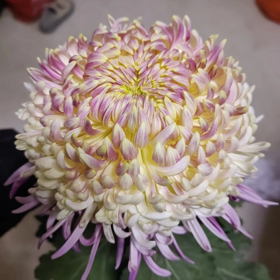 【盘龙宝翊】9月大菊多年生带花苞绿植盆栽适合室内外阳台种植