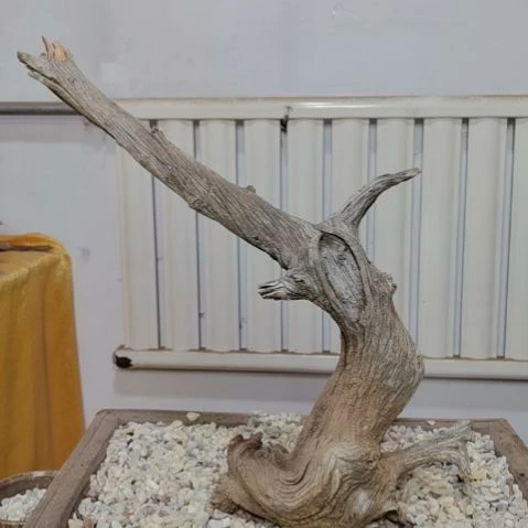 柏木（崖柏）培****工